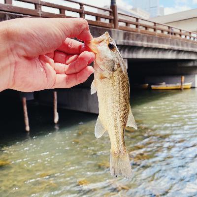 赤坂にある弁慶堀の釣り大会に参加した話とか