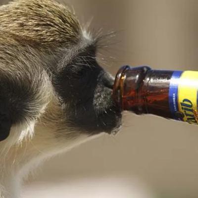 Episode 89 - Tales From the Monkey Farm Episode 89 - Tales From the Monkey Farm