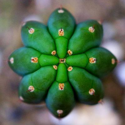 the cactus of the four winds the cactus of the four winds