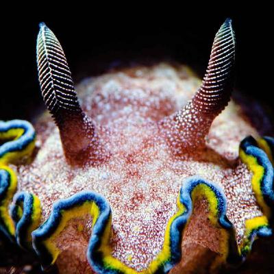 Facts: The Girdled Glossodoris