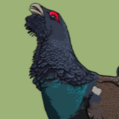 A Glorious Grouse