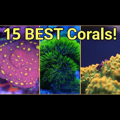 The DEFINITIVE 15 Best Corals | The Prestige Reef Dork Show Ep 103