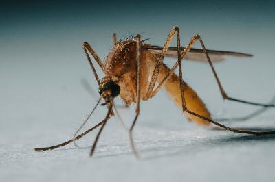 West Nile virus, pesticide resistance detected among Las Vegas mosquitoes