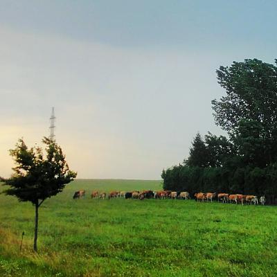 Dany Dubois - pionier roterend begrazen in Grosage (Franstalig)
