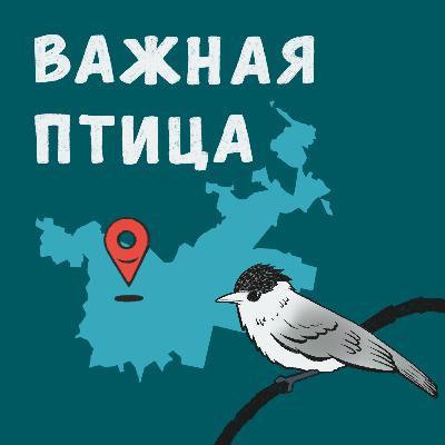 Черноголовка архитектурная