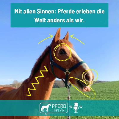 Mit allen Sinnen: Pferde erleben die Welt anders als wir.