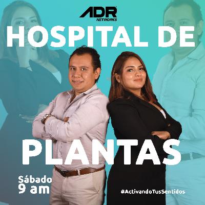 Hospital de Plantas 04 de Octubre de 2025: 10 Problemas asociados al tráfico de orquídeas