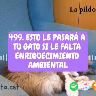 499. Esto le pasará a tu gato si le falta ENRIQUECIMIENTO AMBIENTAL