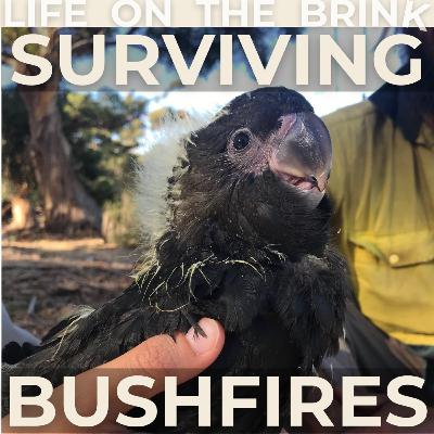 FIRE & FEATHERS w/ ornithologist & Breaking Boundaries star Dr Daniella Teixeira