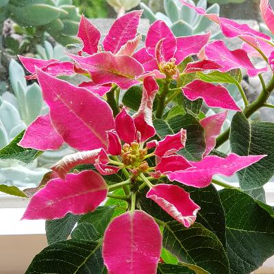 EP.10 聖誕歌曲 平安夜 欣賞及由來 EP.10 聖誕歌曲 平安夜 欣賞及由來