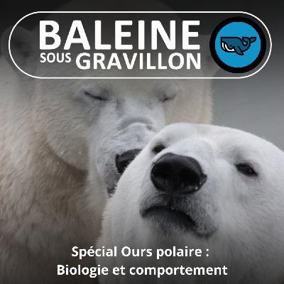 SPÉCIAL OURS POLAIRE 2/3 : Biologie et comportement (Rémy Marion) SPÉCIAL OURS POLAIRE 2/3 : Biologie et comportement (Rémy Marion)