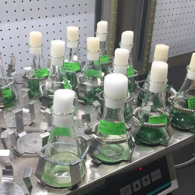 Amazing Creatures: Cyanobacteria