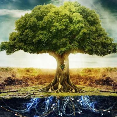 #7 Belajar dari pohon : Cara Berpikir