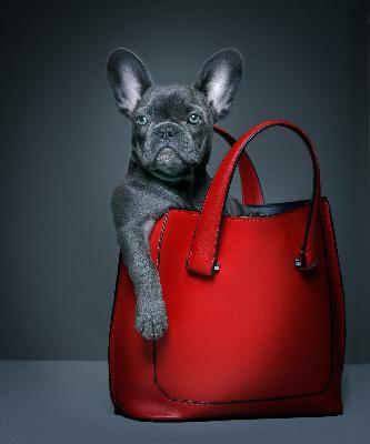 Ask Aunty: When your guest's plus one has four legs and a tail