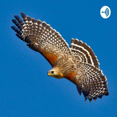 Red Shouldered Hawk calling over Los Angeles