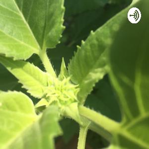 Ep 1 : My spiritual journey (sorry I’m a mess)