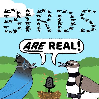 The 12 Days of Birdmas - Birds Are Real Podcast - S3 E5