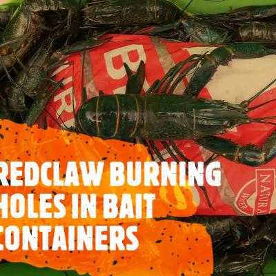 FRESHWATER REDCLAW CRAYFISH FISHING TIPS 1 FRESHWATER REDCLAW CRAYFISH FISHING TIPS 1