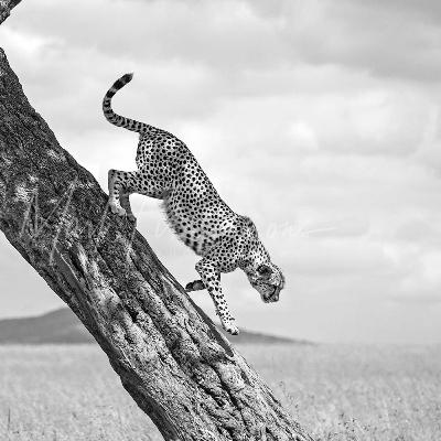 Maasai Adventures in Botany