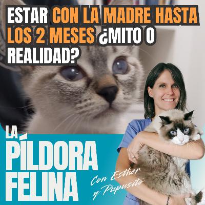 644. Estar CON LA MADRE HASTA LOS 2 MESES ¿Mito o realidad? 644. Estar CON LA MADRE HASTA LOS 2 MESES ¿Mito o realidad?