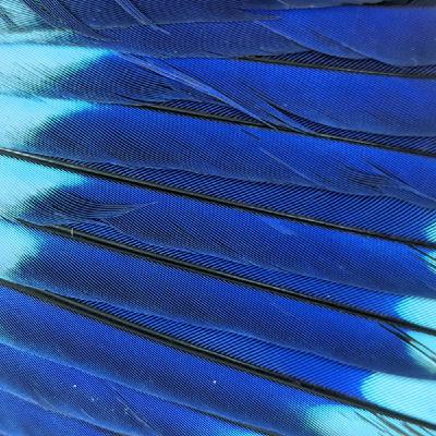 A Library of Feathers A Library of Feathers