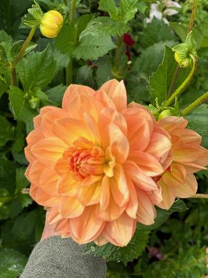 Episode 16: Summer watering, irrigation, mushrooms, Dahlias