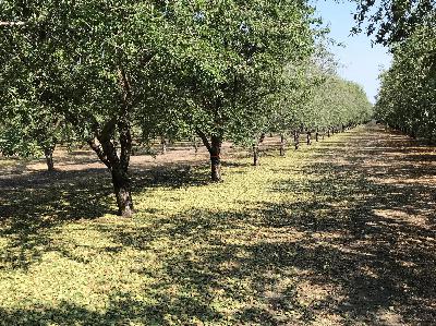 In a Water Scarce Future, How Should we Design Almond Orchards?