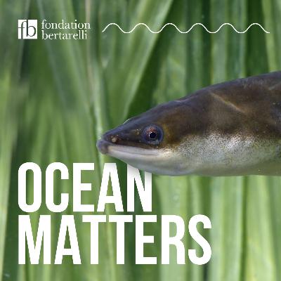 Eels – Are you in the fan club?