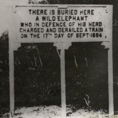 I think the elephant got loose