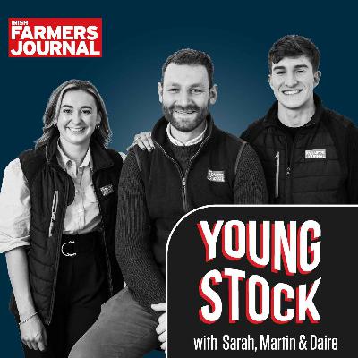 Young Stock - Inside the ring: Tuam auctioneer mastering mart and horse sales Young Stock - Inside the ring: Tuam auctioneer mastering mart and horse sales