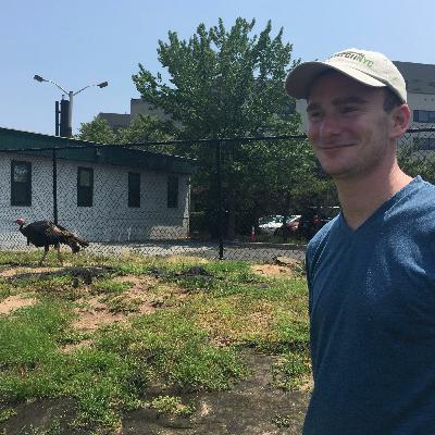 Saving Staten Island's Hybrid Turkeys