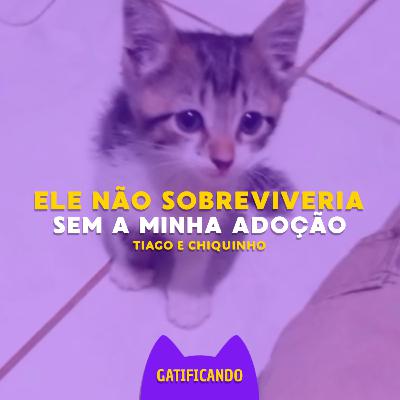 Chiquinho, o gato abandonado que ganhou o melhor pai do mundo. (Tiago & Chiquinho) Gatificando #41