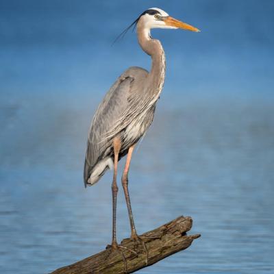 Great Blue Heron Great Blue Heron