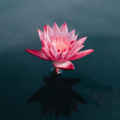Immunity Boosting Guided Meditation