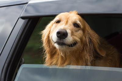 Questions For The Guru – Ask Your Dog Guru – 47 Questions For The Guru – Ask Your Dog Guru – 47