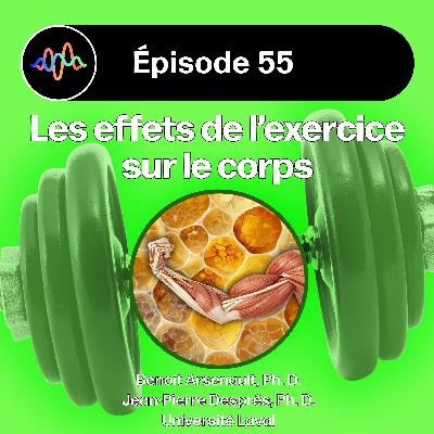#55 - Quels sont les effets de l’activité physique sur la composition corporelle ? #55 - Quels sont les effets de l’activité physique sur la composition corporelle ?