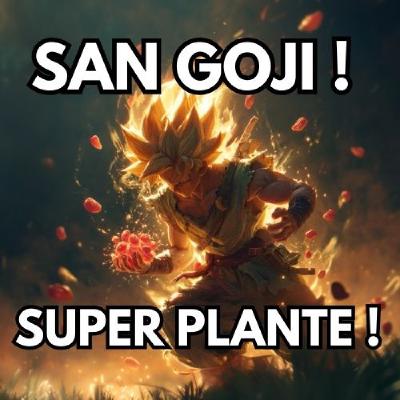 SAN GOJI : la baie qui donne des super-pouvoirs !