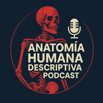 Sistema nervioso - medula espinal