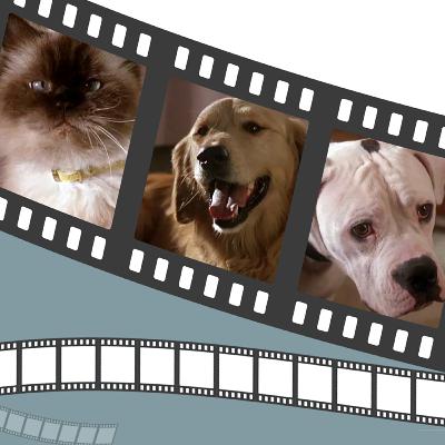 Homeward Bound - Take a Chance On Us