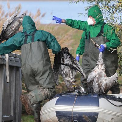 Ausbreitung der Vogelgrippe: "Alarmstufe Rot" Ausbreitung der Vogelgrippe: "Alarmstufe Rot"
