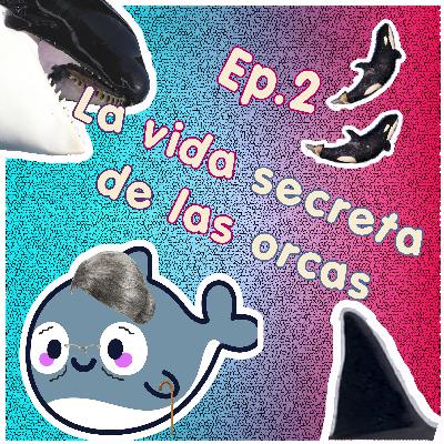 La vida secreta de las orcas