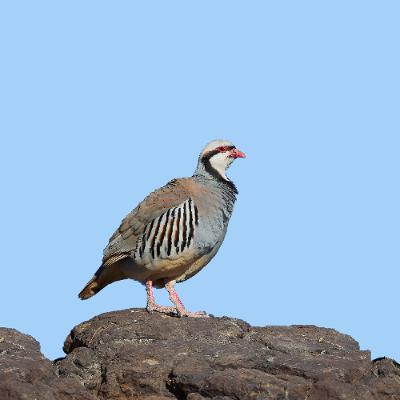 Nevada Chukar Hunting Expert - Shawn Espinosa