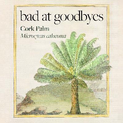 Cork Palm