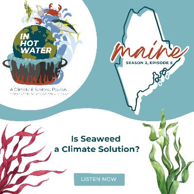 In Hot Water: Is Seaweed a Climate Solution?