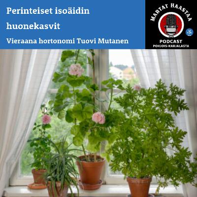 Jakso 8/2024 Perinteiset isoäidin huonekasvit