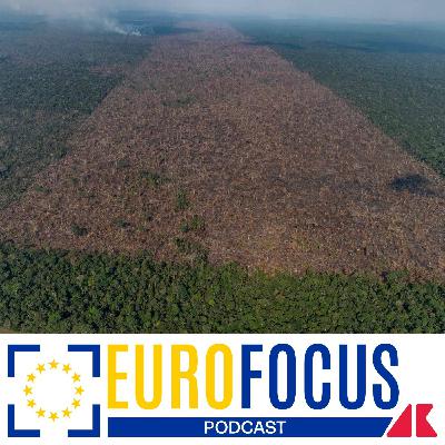 Deforestazione, l'Europa cambia strada e la sinistra protesta