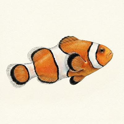 その魚、脳から作り替える。カクレクマノミが教える未来の医療