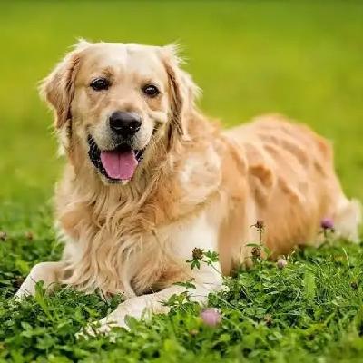 Con esa cara de buenos... Los Golden Retriever son el dr. Jekyll y Mr. Hyde?