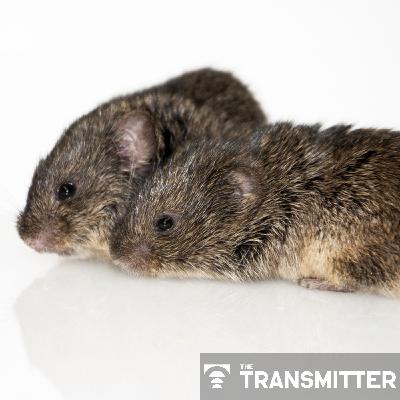 Oxytocin prompts prairie voles to oust outsiders, fortifying their friendships