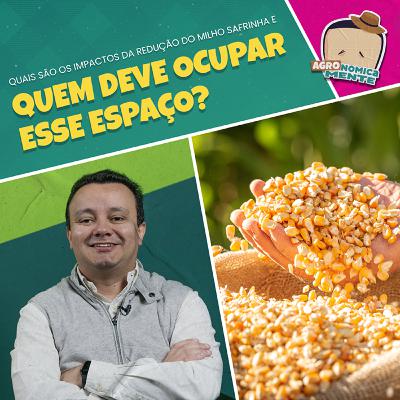 Quais são os impactos da redução do milho safrinha e quem deve ocupar esse espaço? Quais são os impactos da redução do milho safrinha e quem deve ocupar esse espaço?